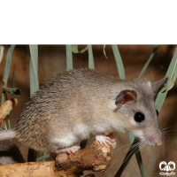 گونه موش خاردار Eastern Spiny Mouse